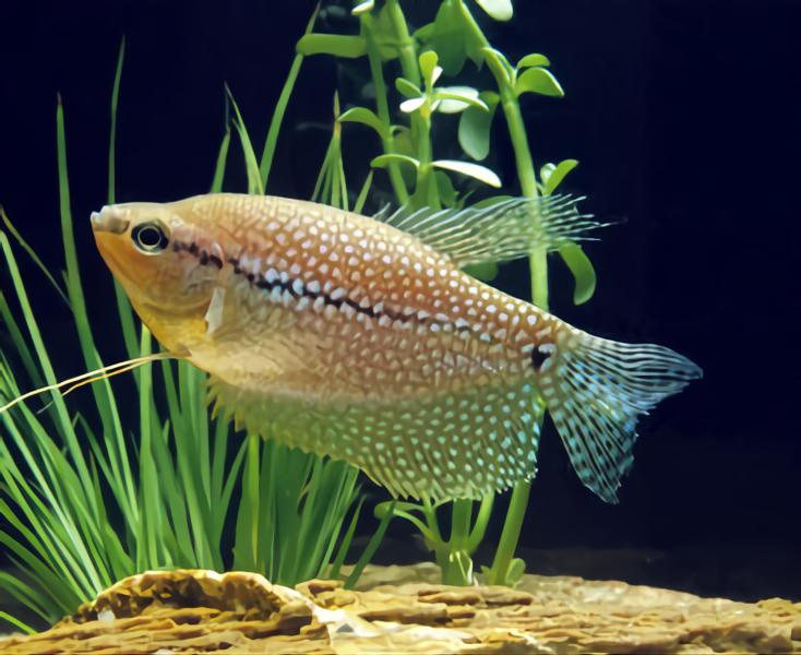 Pearl Gourami hardiest aquarium fish