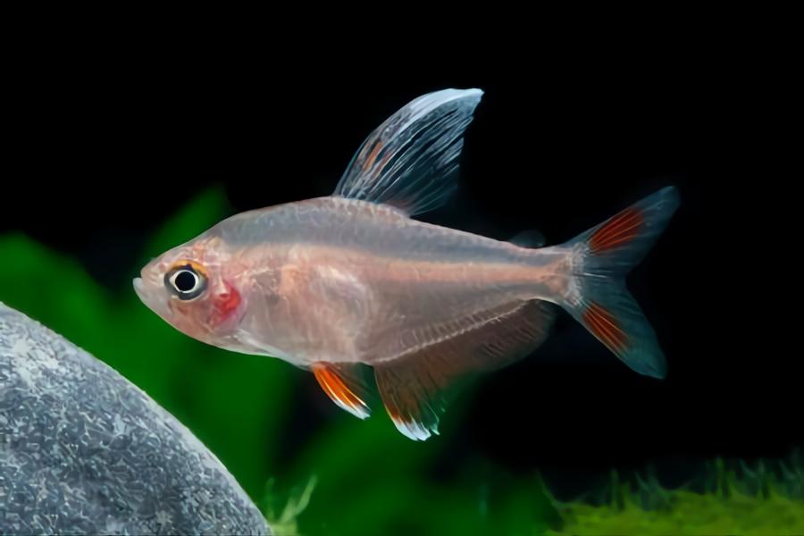 Rosy Tetra hardiest aquarium fish