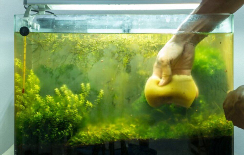 green algae in fish tank 6
