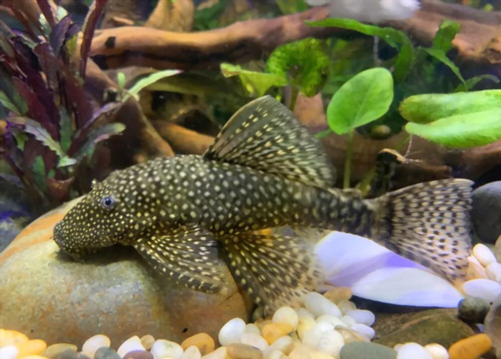 Bristlenose Pleco gold fish tank mate