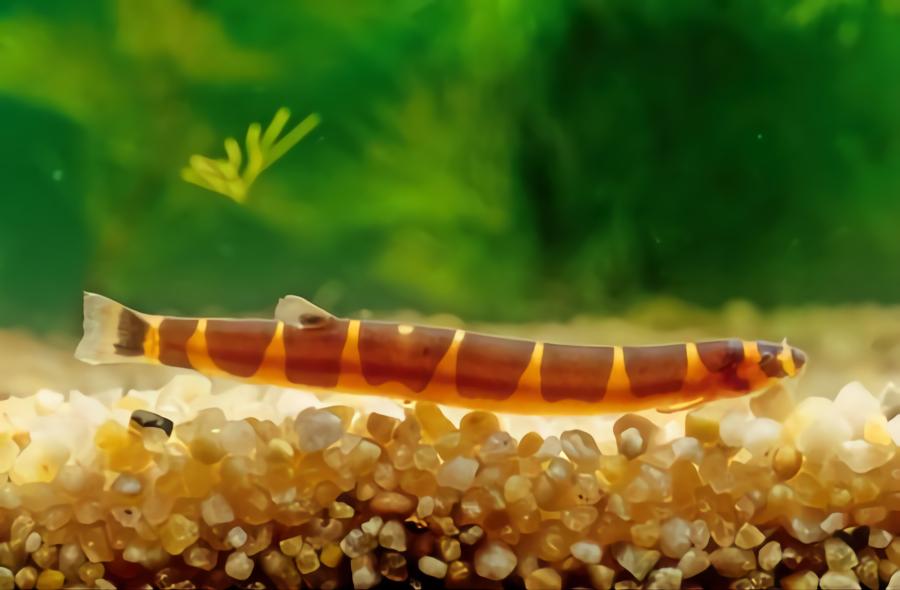 Kuhli Loach fish that can live with bettas