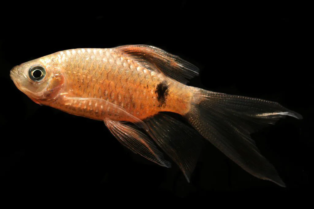 Longfin Rosy Barbs gold fish tank mate