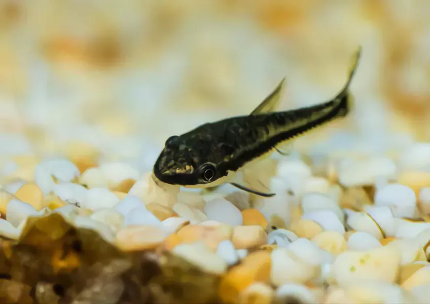 Otocinclus Catfish algae eater