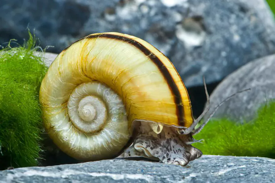 Ramshorn Snail eat algae