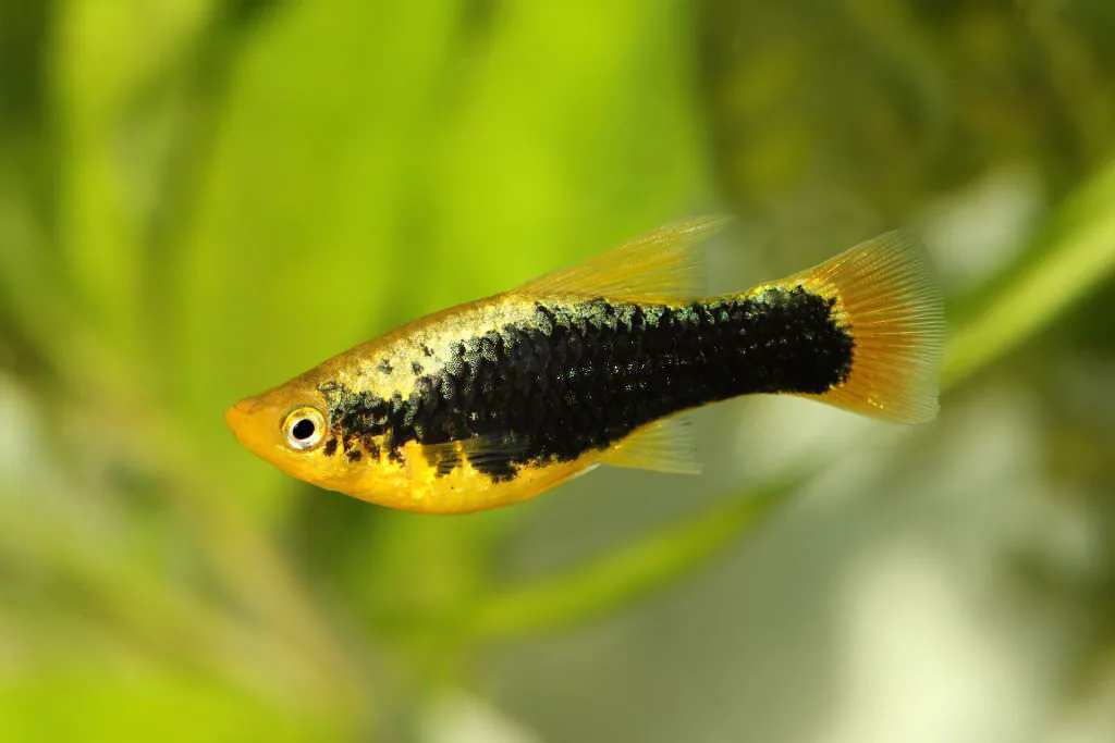 Variatus Platy gold fish tank mate