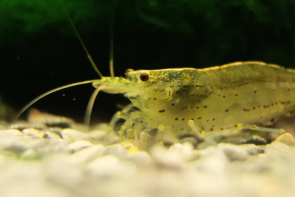 best shrimp algae eater amano shrimp