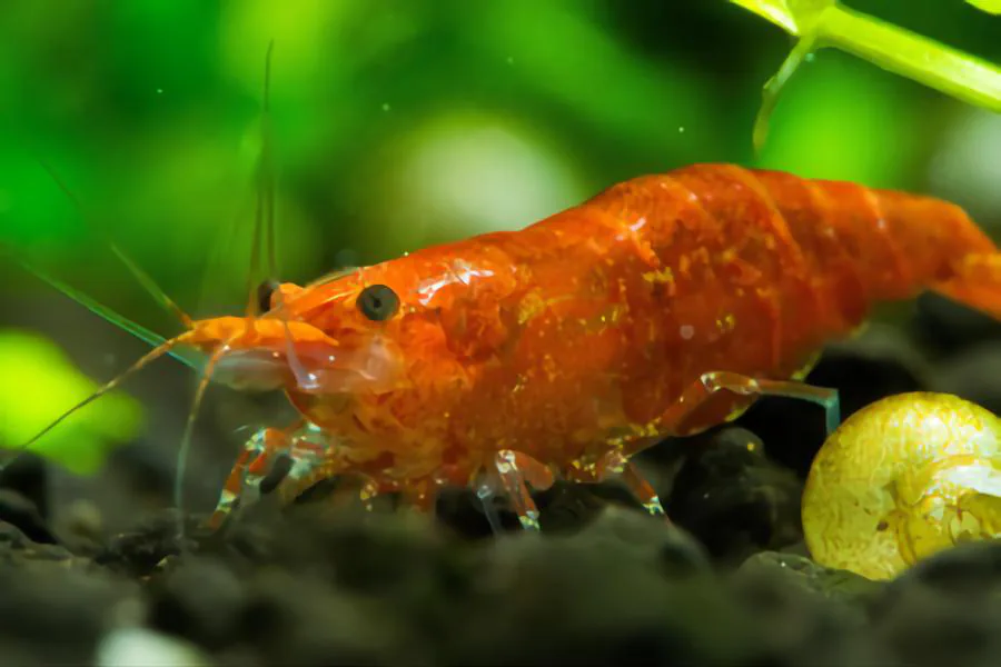 cherry shrimp gold fish tank mate