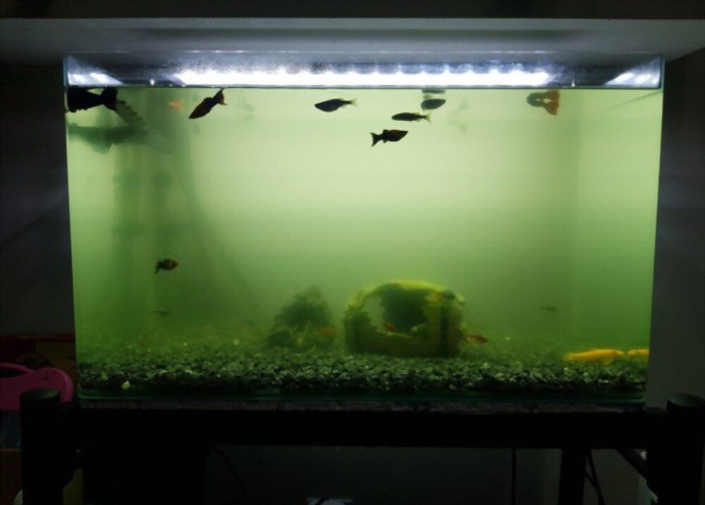 cloudy fish tank