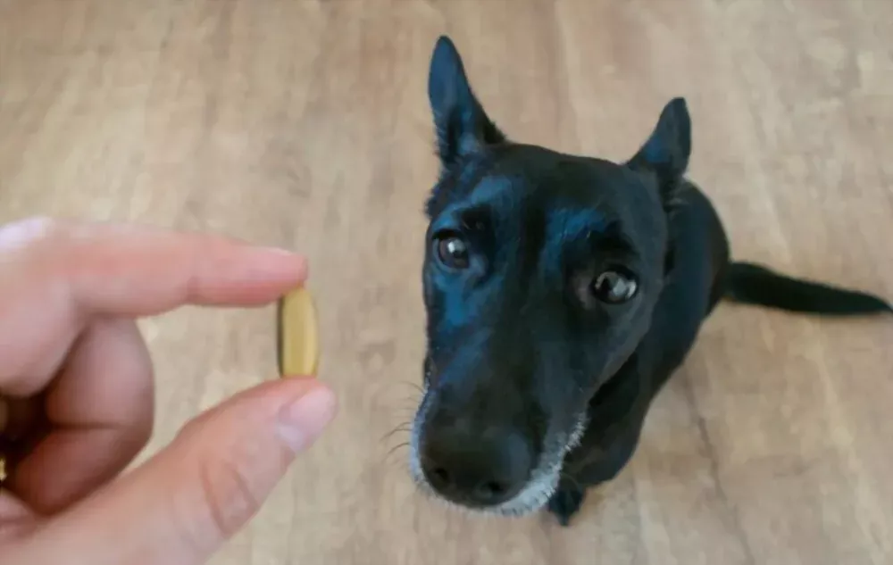 fish oil for dog hair