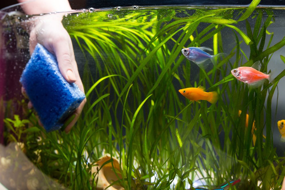 fish tank cleaning hand