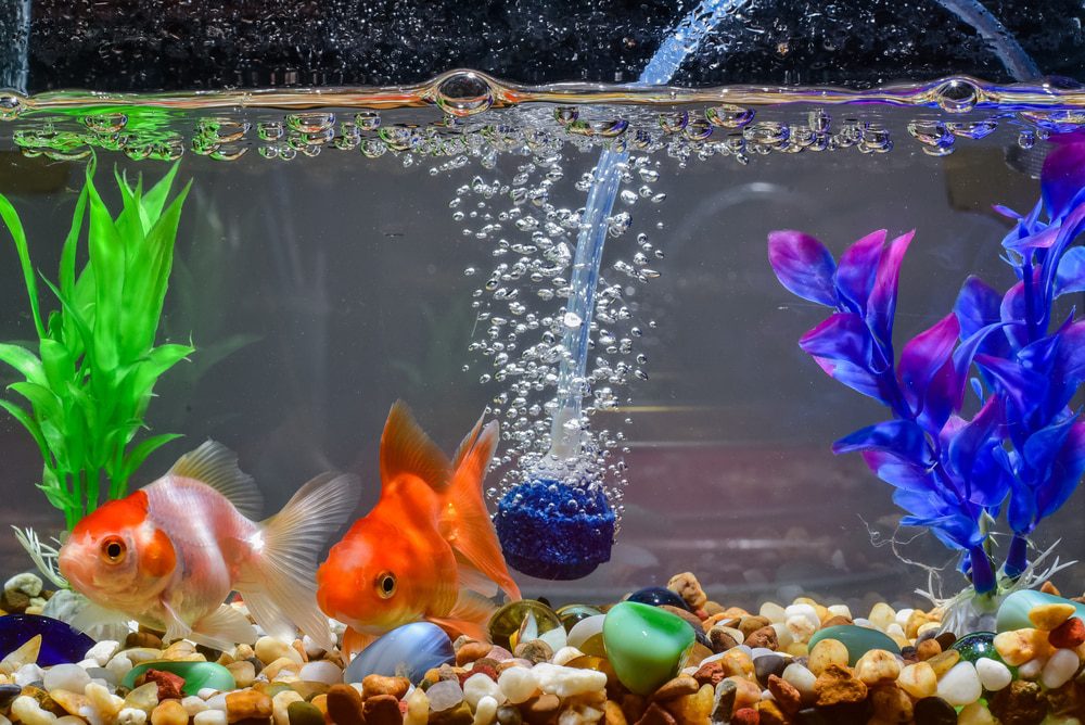 fish tank filter bubbles