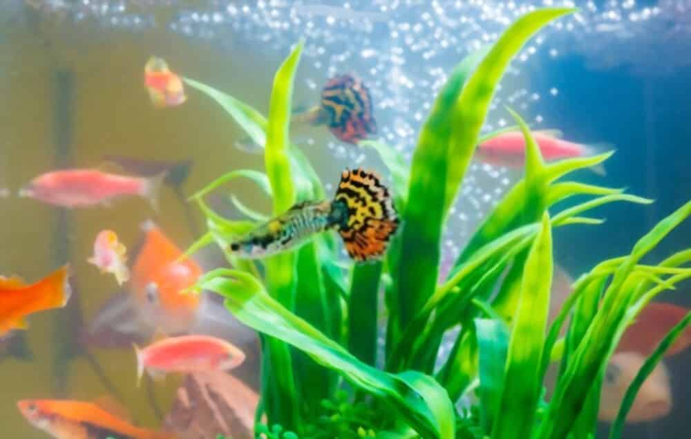fish tank plants bubbles