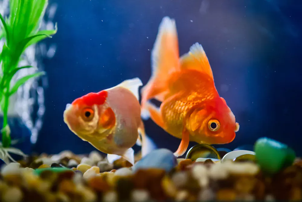 fish that can live with goldfish