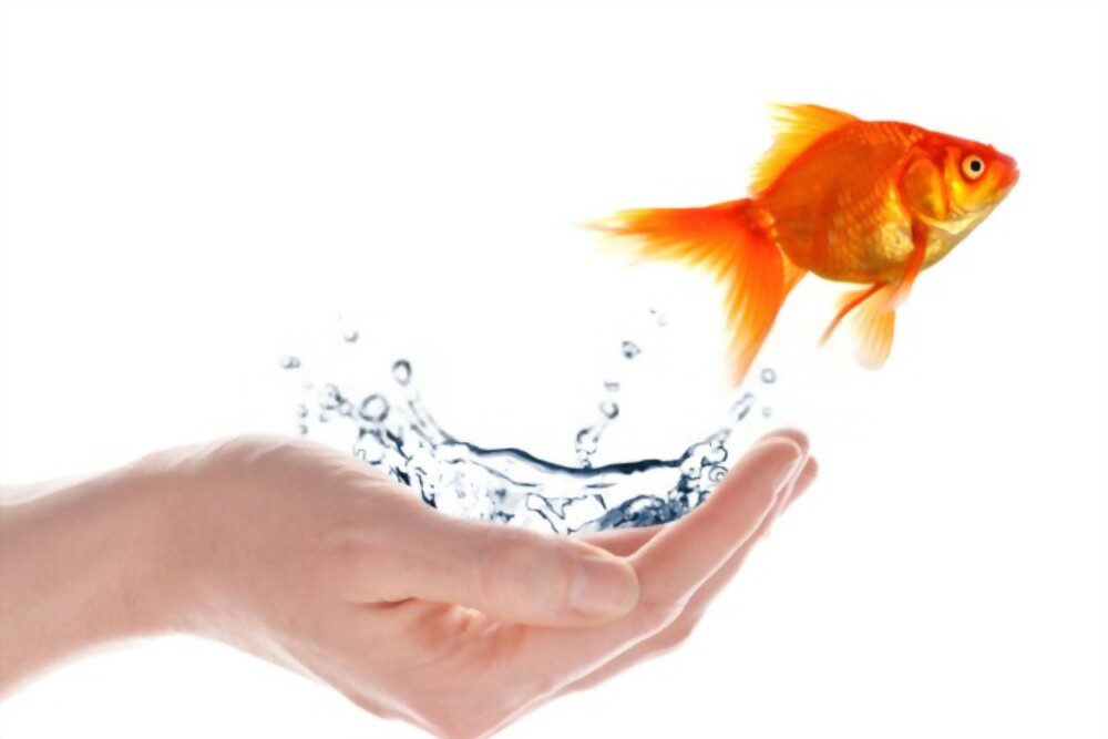 goldfish care