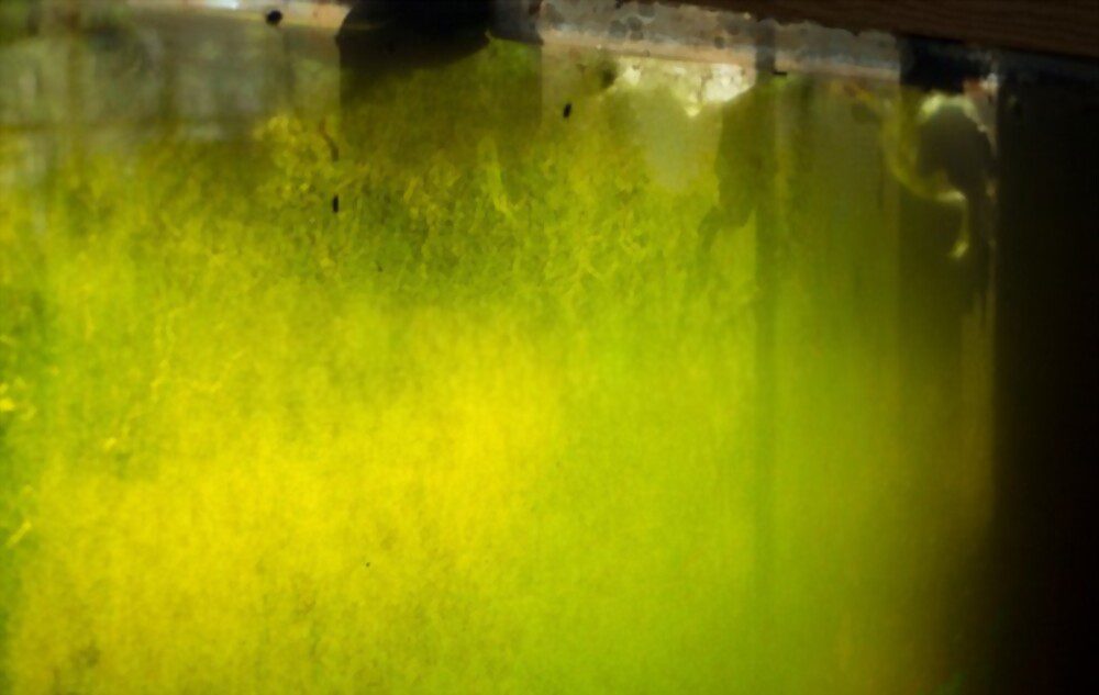 green algae in fish tank 7