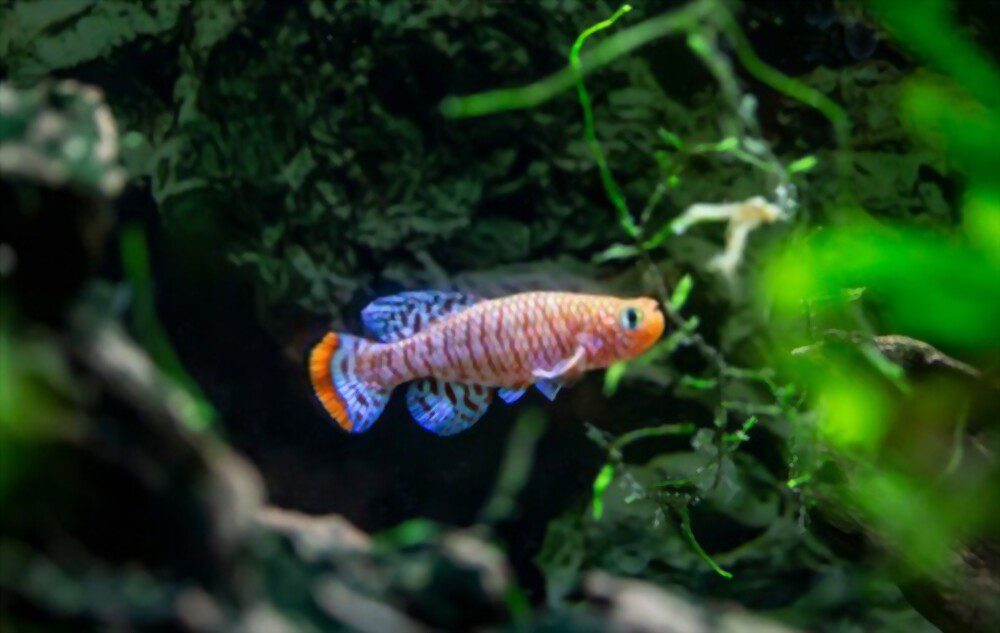 longest living fish pet blue fin notho