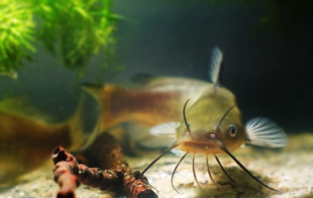 longest living fish pet catfish