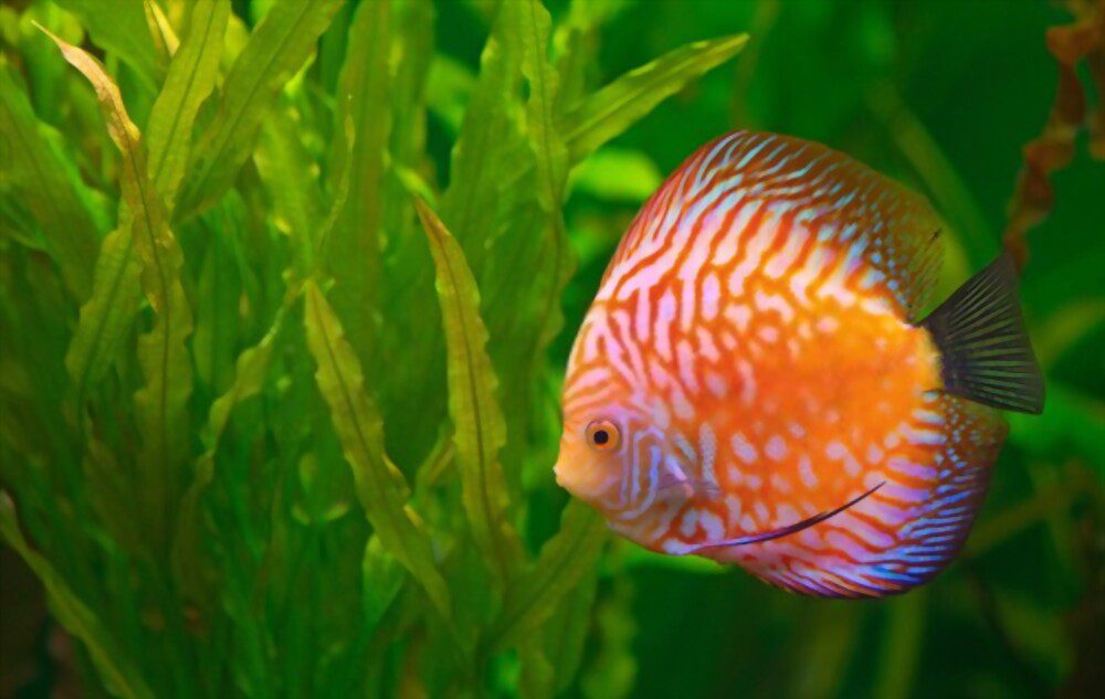 longest living fish pet discus