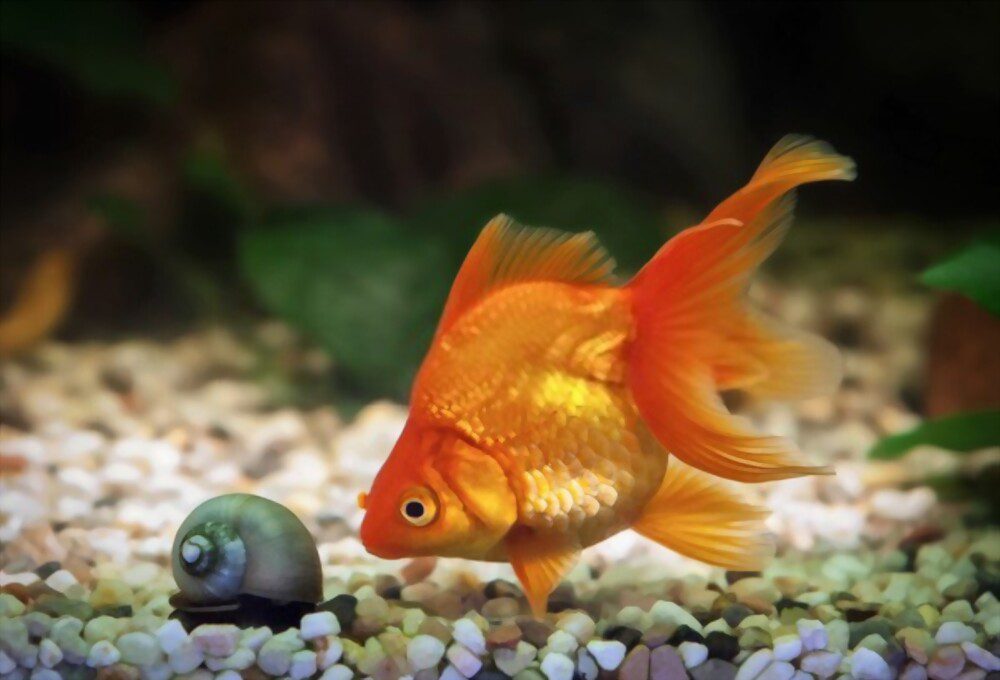 longest living fish pet goldfish