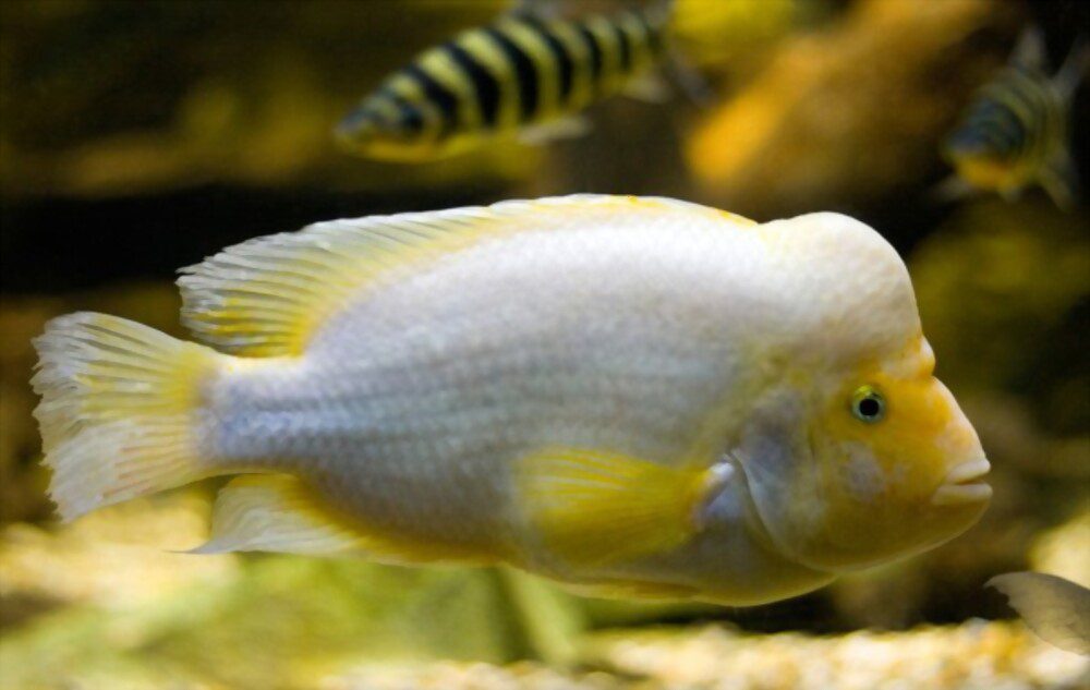 longest living fish pet midas cichlid