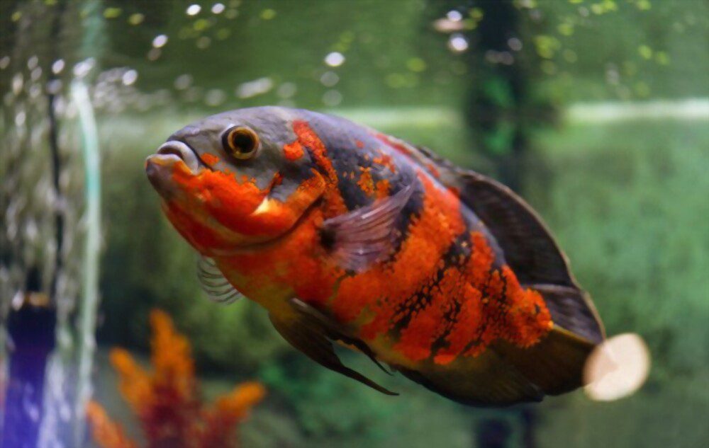 longest living fish pet oscar