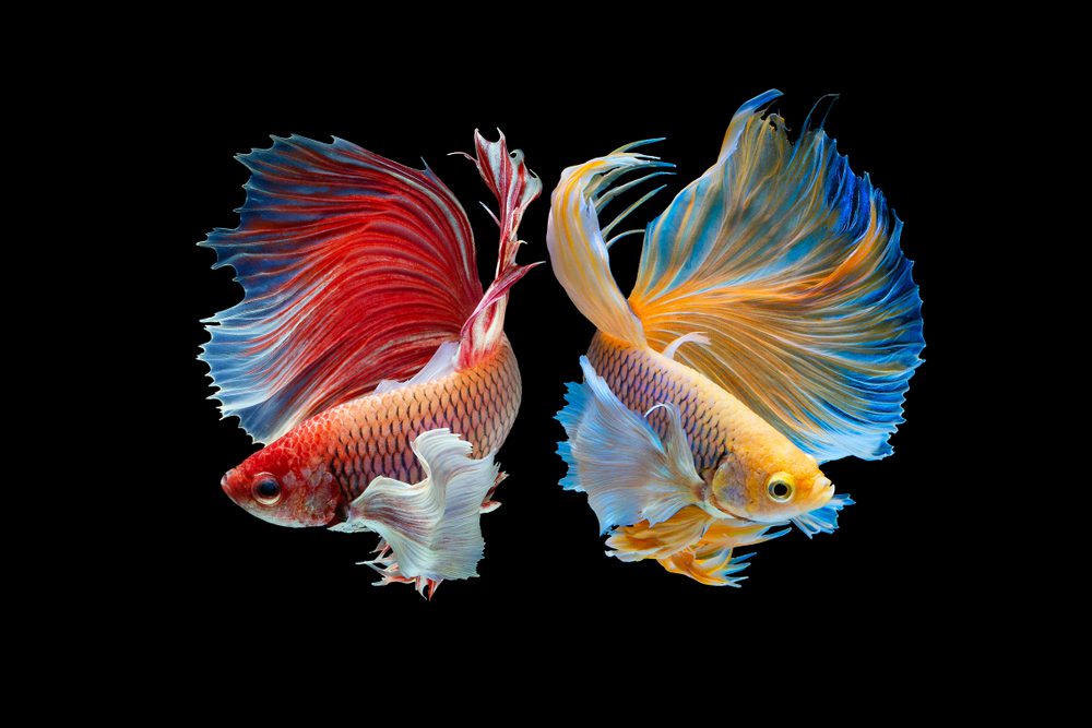 most beautiful small aquarium fish