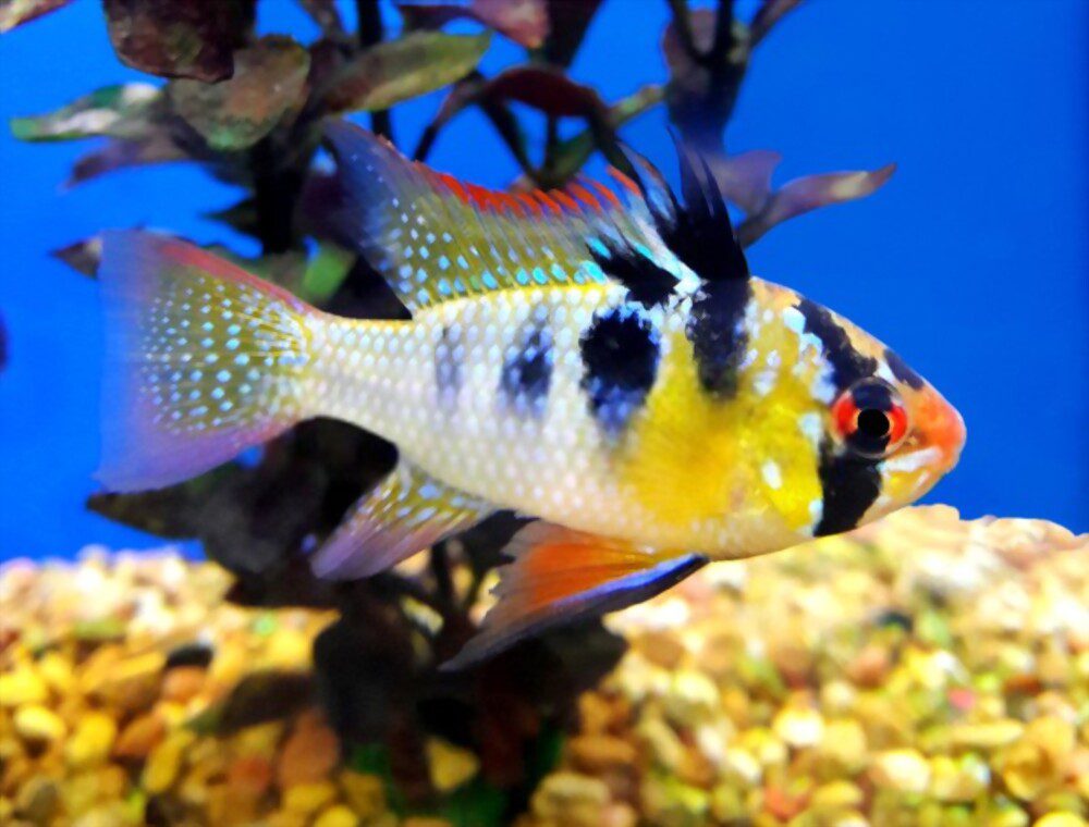 popular small aquarium fish 13