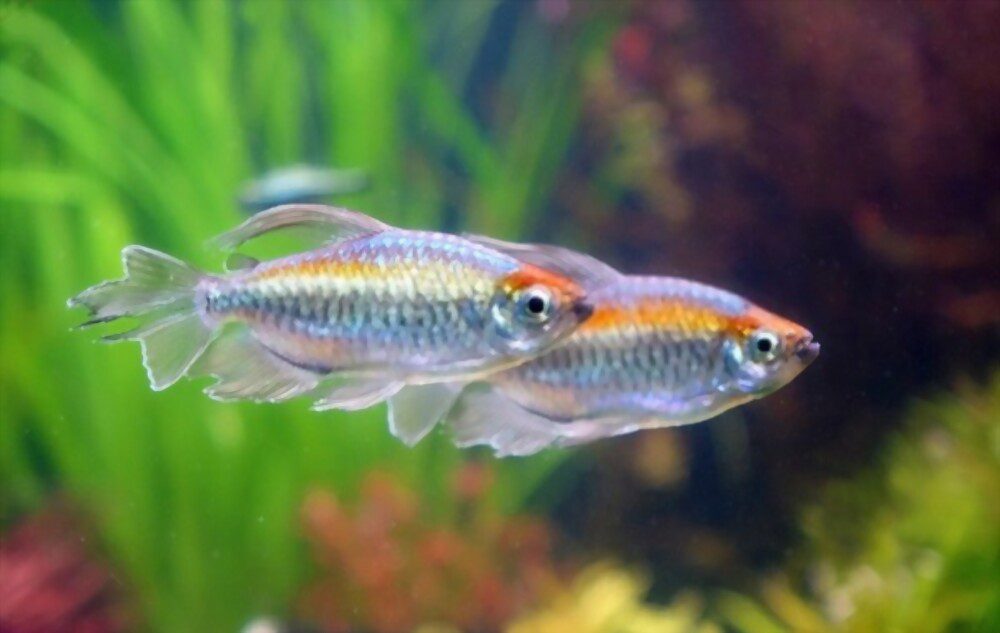 popular small aquarium fish 17