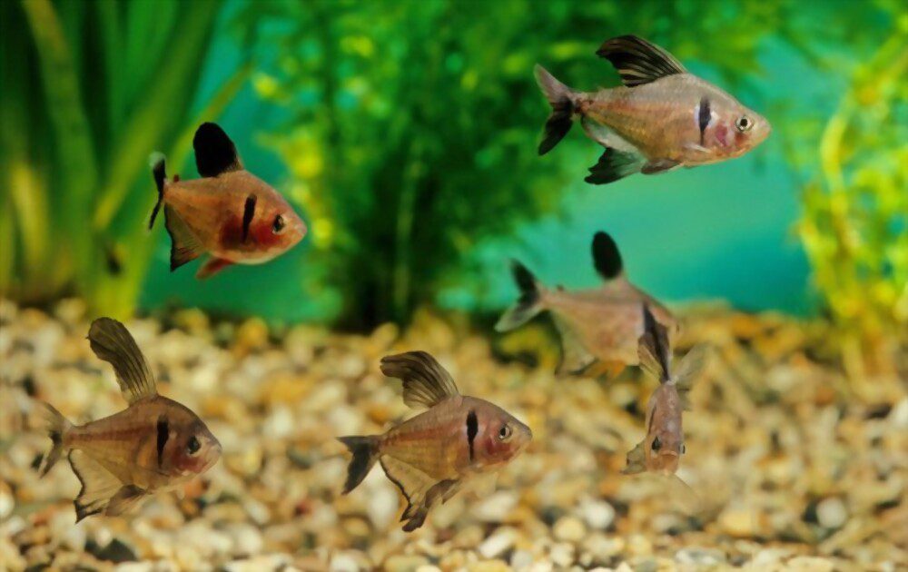 popular small aquarium fish 19