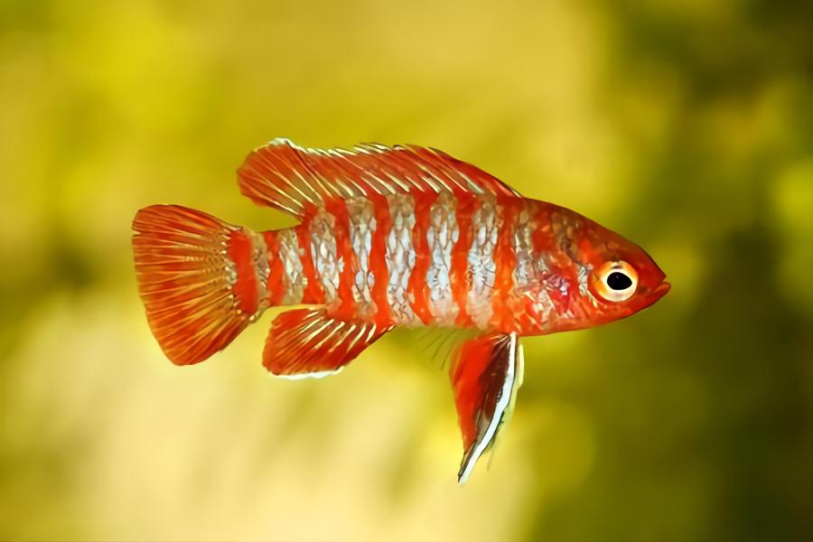 popular small aquarium fish 23
