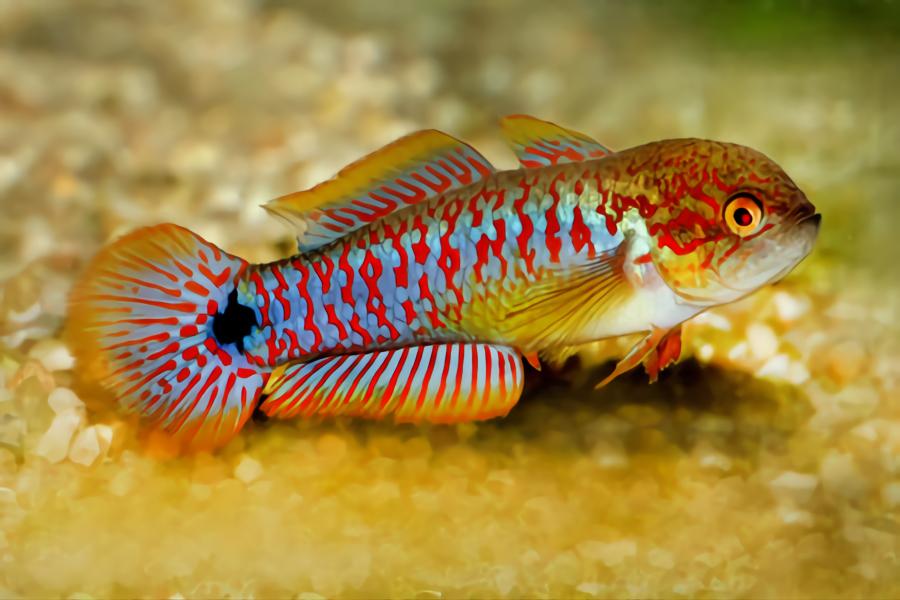 popular small aquarium fish 29