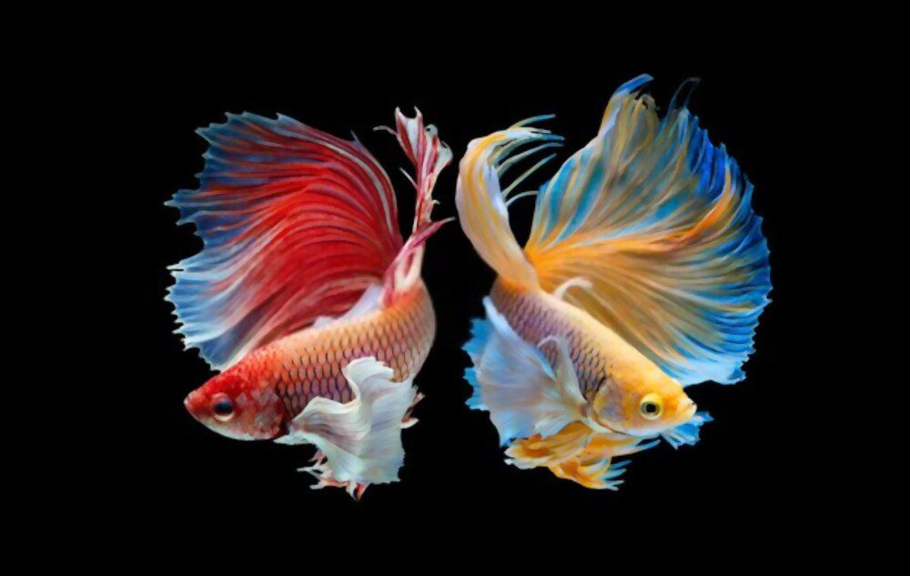 popular small aquarium fish 34
