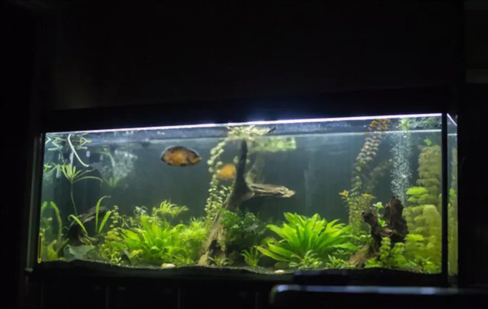 fish tank water level