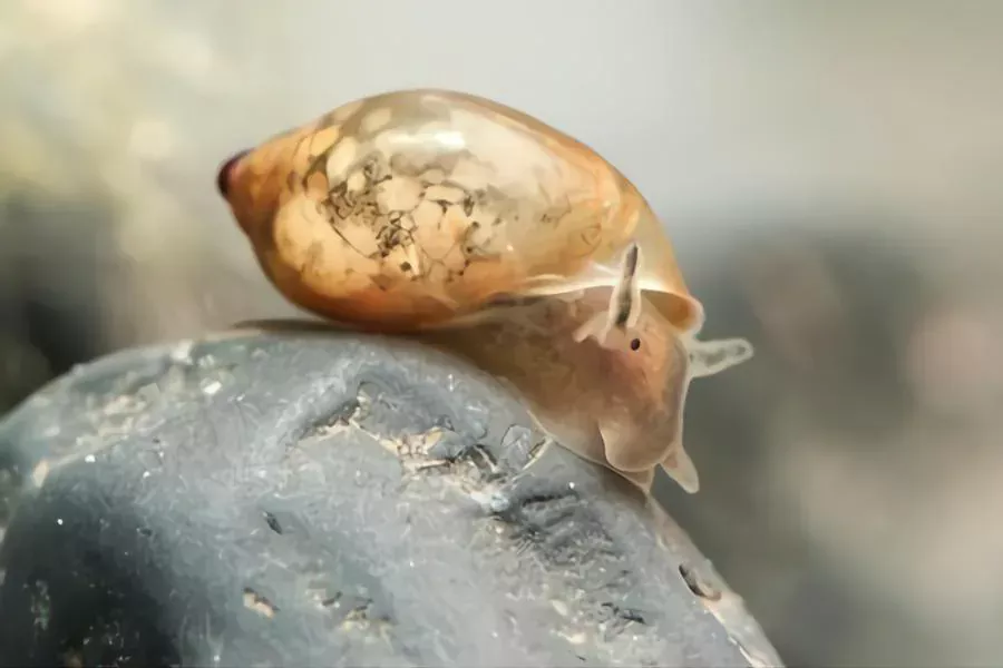 Bladder Snails eat algae