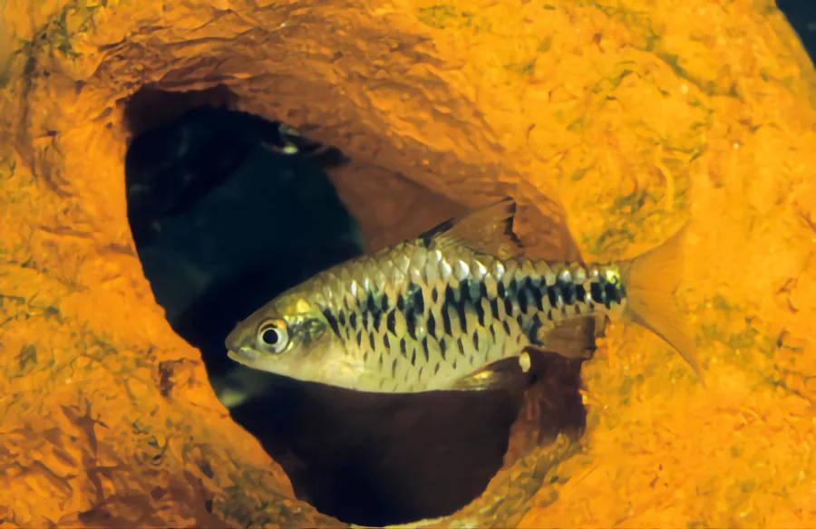 Checkered Barb gold fish tank mate