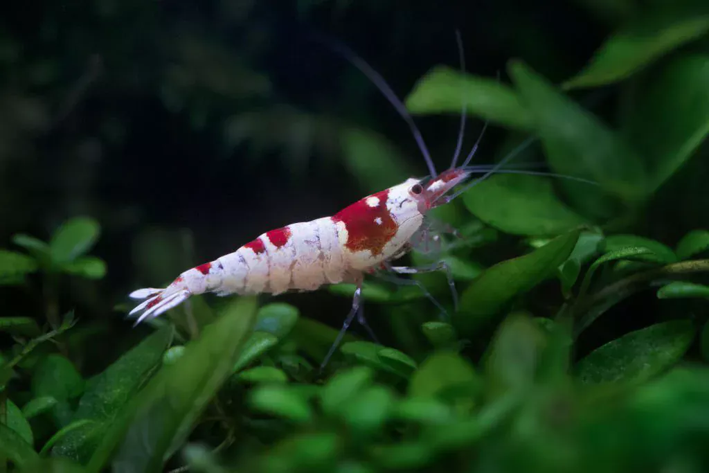 crystal red shrimp algae eater