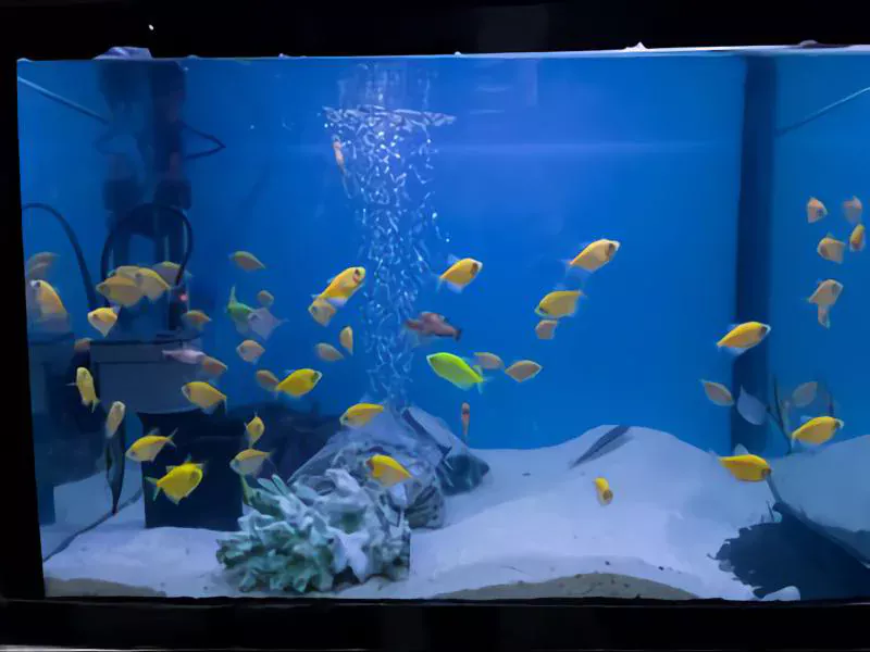 glofish in 20 gallon fish tank