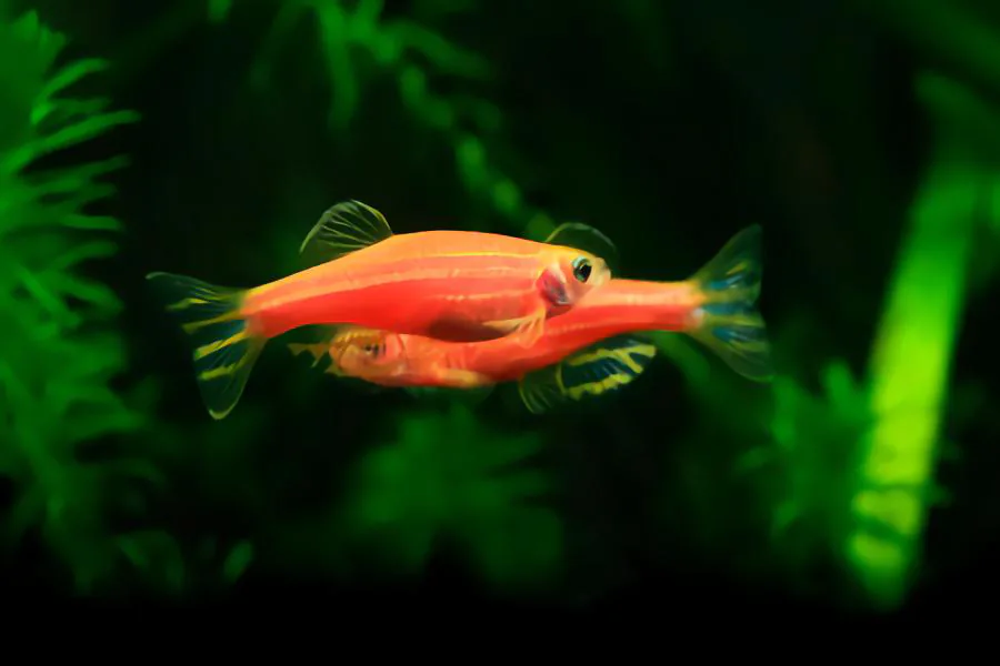 glofish size