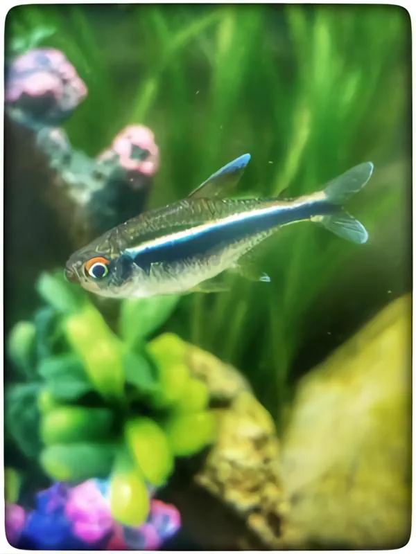 Black Neon Tetra betta fish tank mates