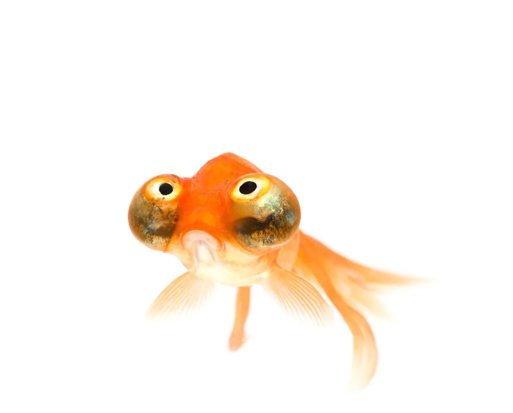 Celestial Eye Goldfish