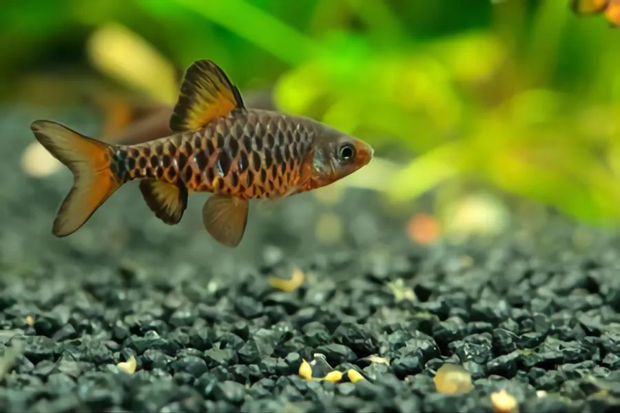 Checkered Barb goldfish tank mates