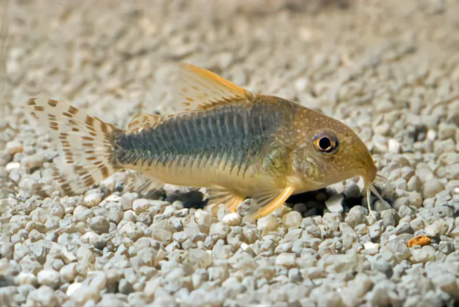 Corydoras Catfish betta fish companions