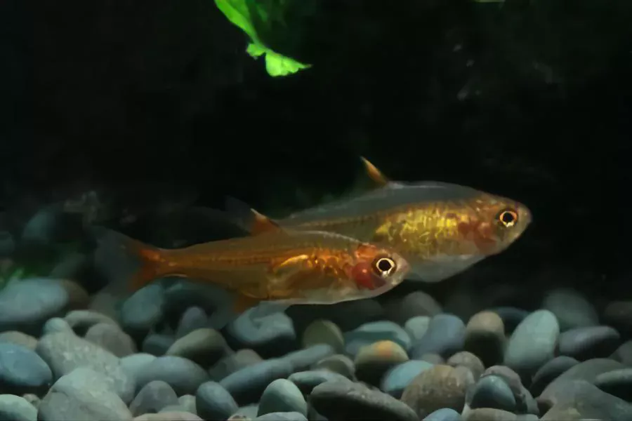 Ember Tetras betta fish companions