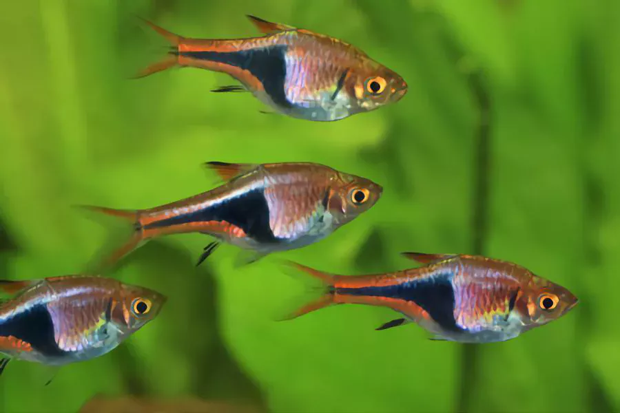 Harlequin Rasboras betta fish companions