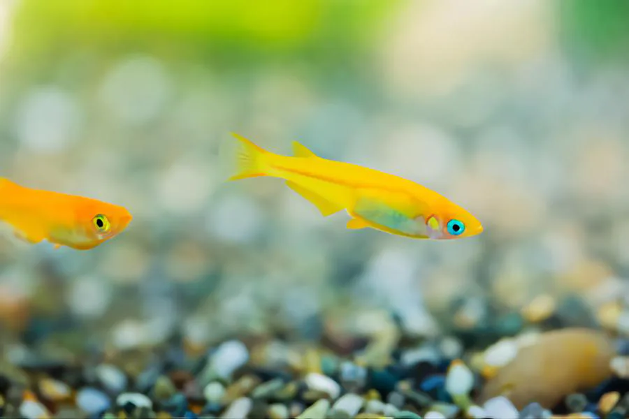 Japanese Rice Fish goldfish tank mates