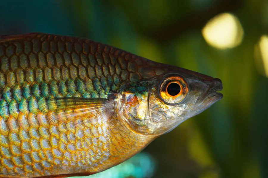Murray River Rainbow Fish goldfish tank mates