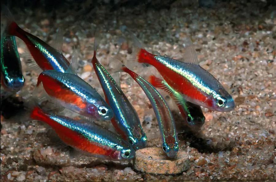 Neon Tetras betta fish companions