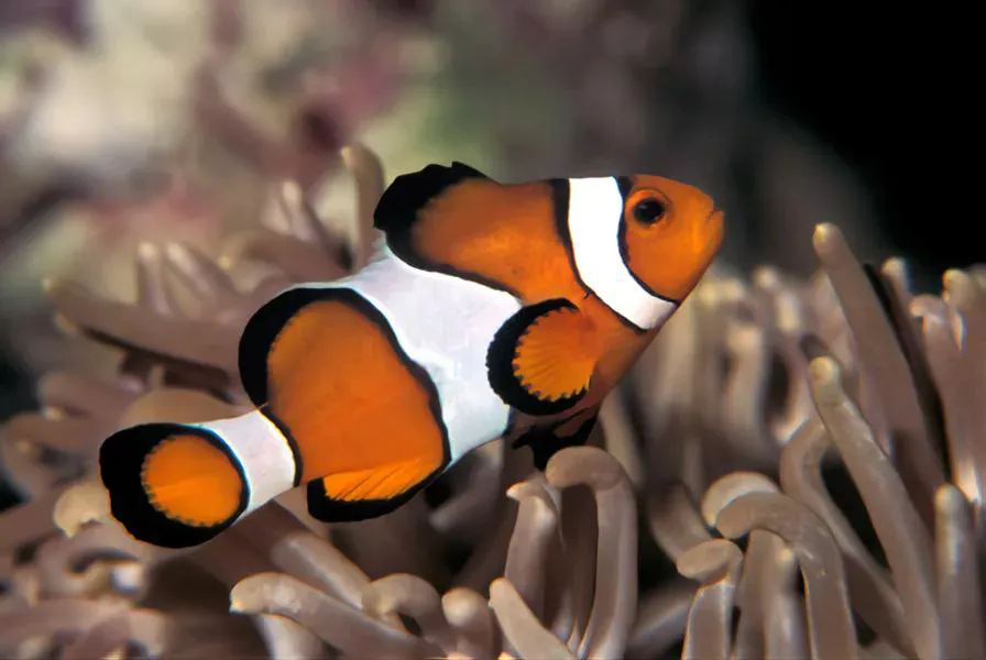 Ocellaris clown fish good fish to have as pets