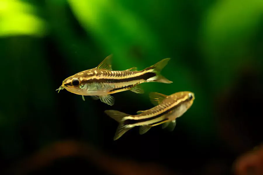 Pygmy Corydoras betta fish companions