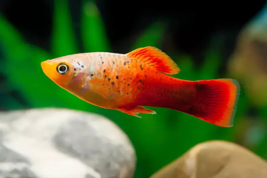 Variatus Platy goldfish tank mates